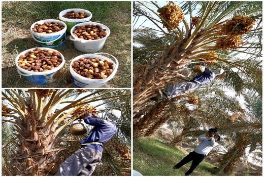 آغاز برداشت محصول شیرین خرما از نخلستانهای شهرستان نهبندان 