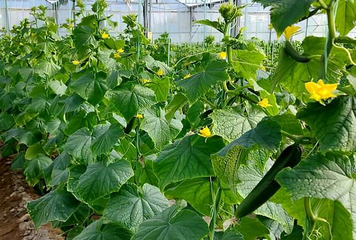 توسعه ۲۰۰ هکتاری گلخانه‌های اصفهان مُستلزم تسهیلات است