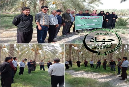 کارگاه آموزشی ترویجی عارضه پژمردگی خوشه خرما در نخیلات شهرستان تنگستان 