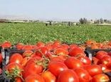 برداشت 410 هزارتن محصول گوجه فرنگی از مزارع استان بوشهر