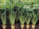 کاشت نشائی چغندرقند در ۵ هکتار از اراضی فامنین