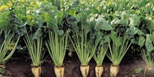 کاشت نشائی چغندرقند در ۵ هکتار از اراضی فامنین