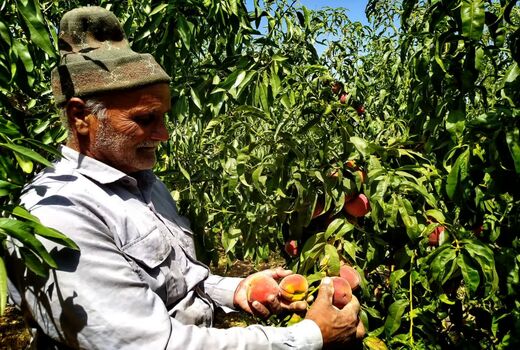آغاز برداشت هلو از باغات شهرستان سامان، نگین سبز چهارمحال و بختیاری