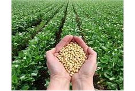 مبارزه با عوامل خسارتزا در 1300 هکتار از مزارع سویا نکا