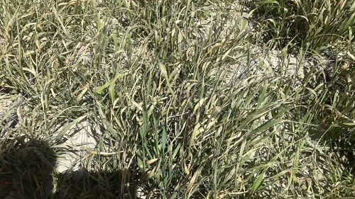 سرمازدگی در 12 هزار هکتار از مزارع ارسنجان