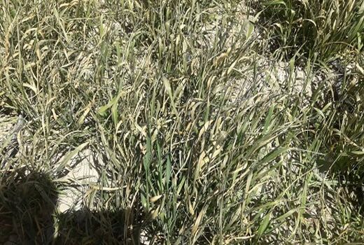 سرمازدگی در 12 هزار هکتار از مزارع ارسنجان