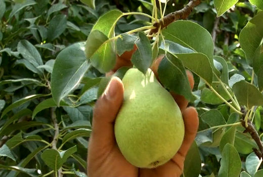 پیش‌بینی برداشت بیش از ۲ هزارو ۳۰۰ تن شاه میوه گلابی از باغات خمینی‌شهر