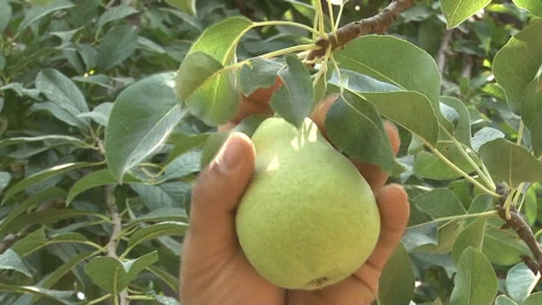 پیش‌بینی برداشت بیش از ۲ هزارو ۳۰۰ تن شاه میوه گلابی از باغات خمینی‌شهر