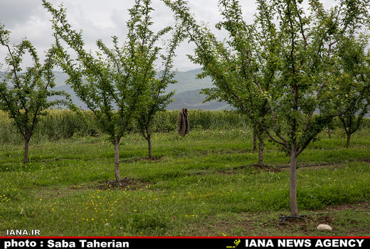 اجرای برنامه اصلاح، نوسازی و جایگزینی در ۸۳ هزار هکتار از باغات میوه‌