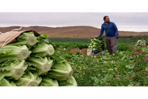 تولید 720 تن کاهو در ساری با درآمد 72 میلیاردی