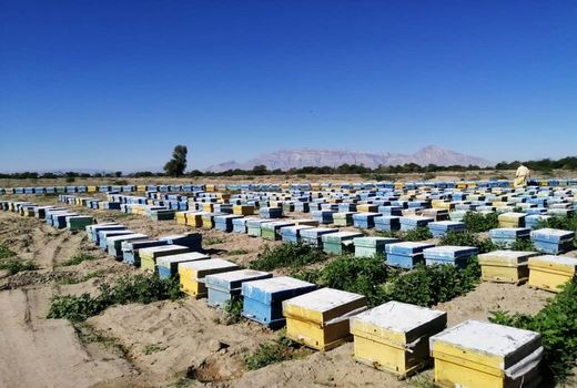 کوچ کم سابقه زنبورداران مهاجر به استان بوشهر
