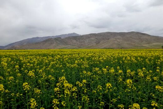 کشت کلزا در شهرستان جلفا گامی برای خودکفایی در تولید روغن خوراکی