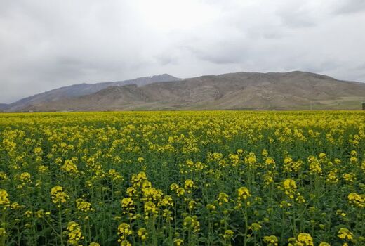 کشت کلزا در شهرستان جلفا گامی برای خودکفایی در تولید روغن خوراکی