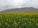 کشت کلزا در شهرستان جلفا گامی برای خودکفایی در تولید روغن خوراکی