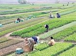 استان اصفهان؛ طلایه‌دار تولید در کشاورزی کشور