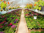 افزایش فرصت اشتغال و کسب درآمد با کشت گلخانه‌ای