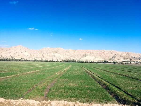 تغذیه مناسب مزارع شتوی در برنامه کشاورزان فارس باشد