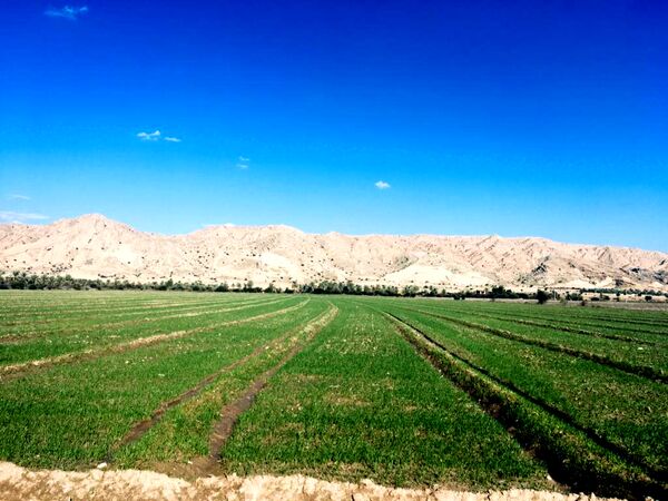 رشد 3 برابری دیم کاری در قیروکارزین