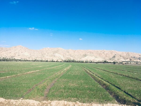 رشد 3 برابری دیم کاری در قیروکارزین
