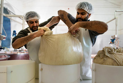 تولید پنیر سنتی ایتالیا توسط دامداران هندی‎