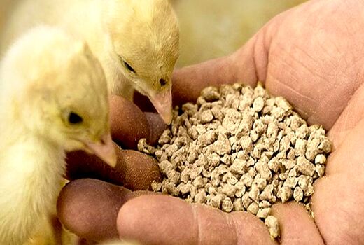 واردات ۵ هزار تن مونو کلسیم فسفات برای تکمیل جیره خوراک طیور ‌کشور