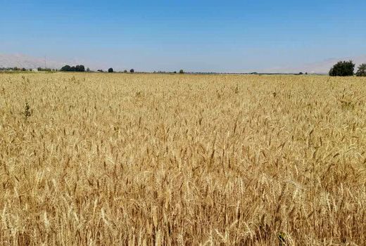 برداشت گندم از 7000 هکتار مزارع خنج آغاز شد