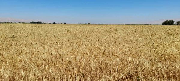 برداشت گندم از 7000 هکتار مزارع خنج آغاز شد