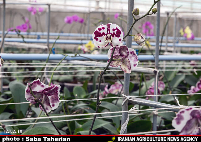 گلخانه بیست و پنج ساله درپاکدشت