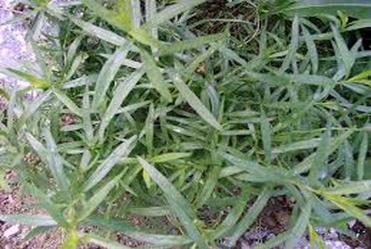 برداشت گیاه ترخون در سطح 88 هکتار از مزارع بخش‌های گلباف و راین شهرستان کرمان