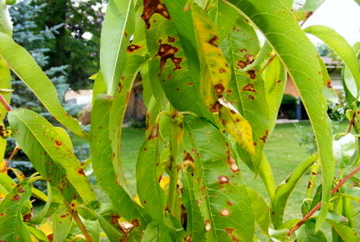 طغیان بیماری لکّه غربالی درختان میوه هسته دار در خراسان شمالی 