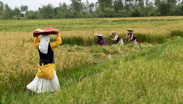 زنان روستایی و عشایر موتور محرکه اقتصاد کشاورزی هستند