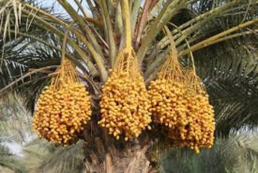 آغاز برداشت خارک از نخیلات استان بوشهر