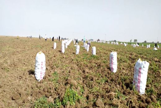 آغاز برداشت سیب زمینی از مزارع شهرستان دهلران.