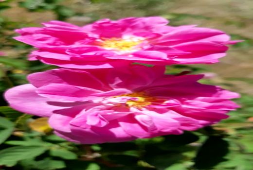 برداشت بیش از۴۳۰ تن گل محمدی از گلستان های بارور جنوب کرمان