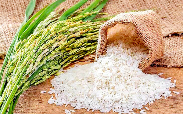 عرضه برنج طارم مازندران در بورس کالا 