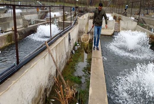 رشد سه برابر تولید ماهی در خراسان شمالی