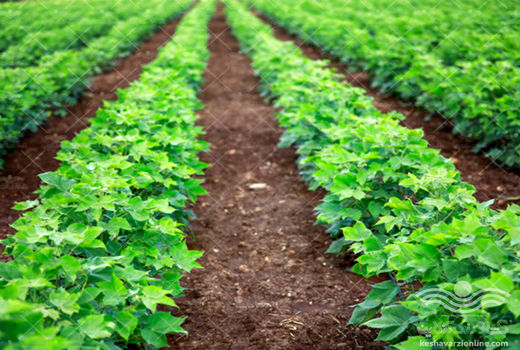 کشت پنبه در استان فارس آغاز شد 