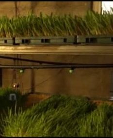 واحد تولیدی خوراک دام هیدروپونیک در سلمانشهر کوهبنان