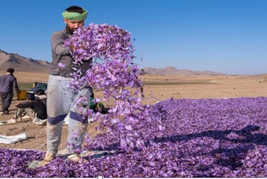 تمامی مطالبات زعفران‌کاران خراسان شمالی پرداخت شد
