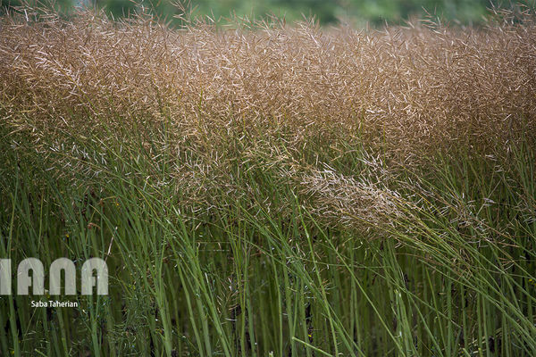 آغاز برداشت کلزا در سطح 7 هزار هکتار از اراضی کشاورزی قزوین