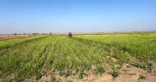 تغییر الگوی کشت راه مبارزه با شوری خاک 