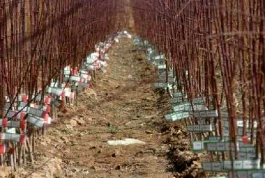 نظارت بر توزیع نهال در شهرستان کوهرنگ