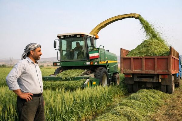 برداشت قصیل جو راهکاری برای علوفه باکیفیت، آب کمتر و درآمد بیشتر