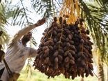 پیش‌بینی برداشت 200 هزار تن رطب و خرما از نخیلات استان بوشهر
