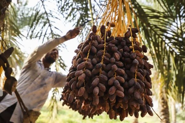 پیش‌بینی برداشت 200 هزار تن رطب و خرما از نخیلات استان بوشهر