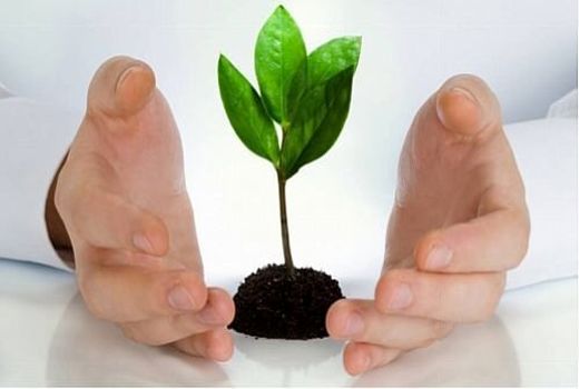 از گندم تا پسته، کدام محصولات کشاورزی بیشتر بیمه شدند؟
