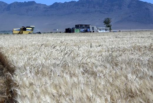 آغاز برداشت جو از ۱۴۰۰ هکتار ازمزارع شهرستان فریدن