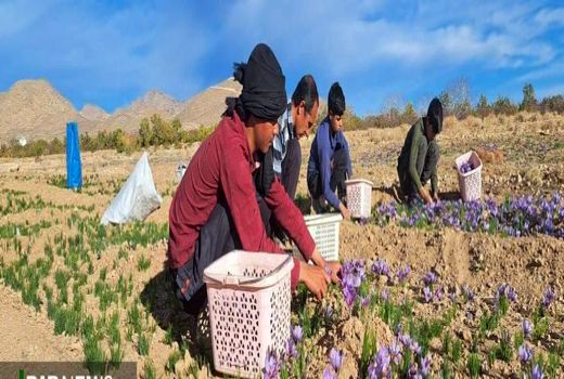 آغاز برداشت طلای سرخ در نی‌ریز 