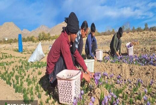 آغاز برداشت طلای سرخ در نی‌ریز 