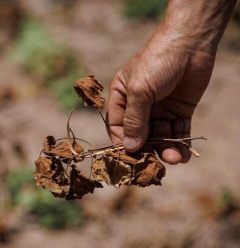 ۱۶ هزار هکتار از باغات اصفهان تحت تنش آبی است